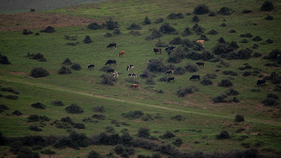 cattle ranch herd grazing