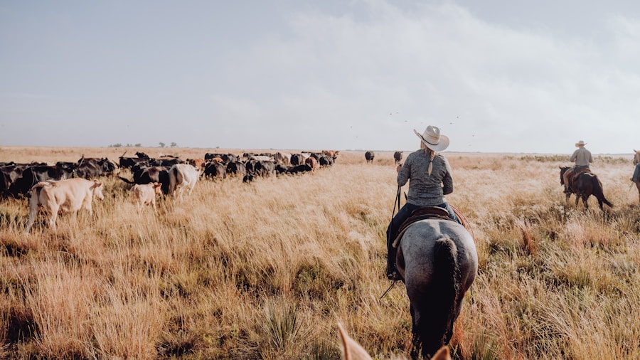 cattle ranch herd grazing