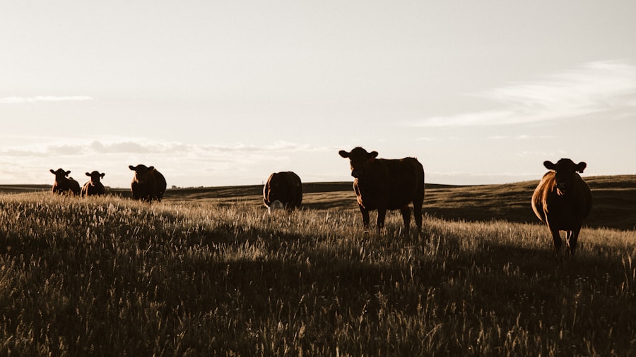 cattlemen ranch cattle herd