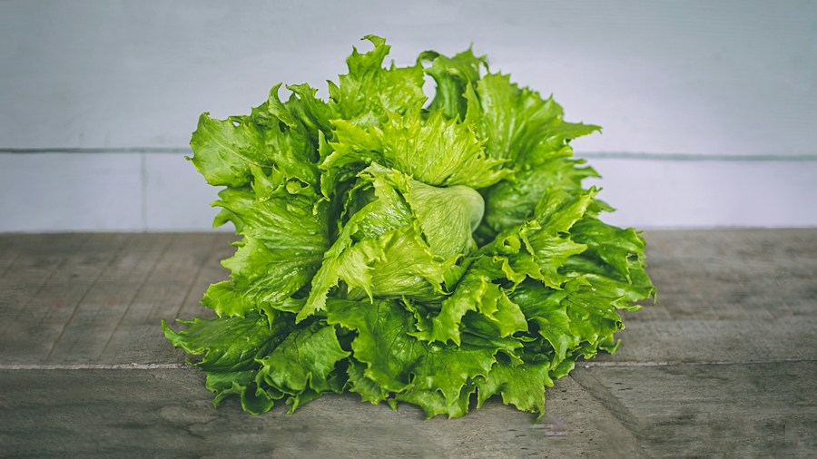 lettuce vegetables fresh produce market