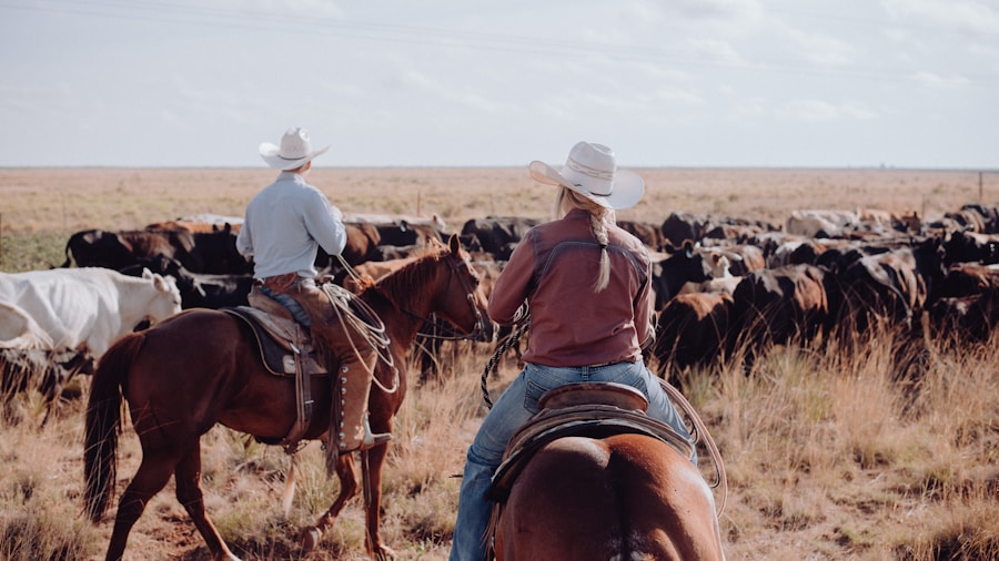 ranchers working cattle farm